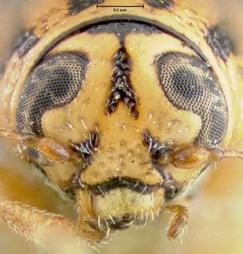 Media type: image;   Entomology 24988 Aspect: head frontal view